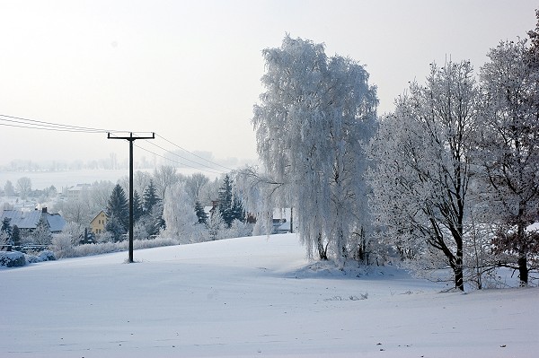 Fichtenhainichen im Winter